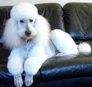 Caniche Grande, perro de tamaño grande de Alemania, de pelo rizado o cordado (foto 5)