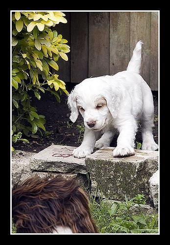 Clumber Spaniel, perro de tamaño grande de Reino Unido, de pelo denso (foto 3)
