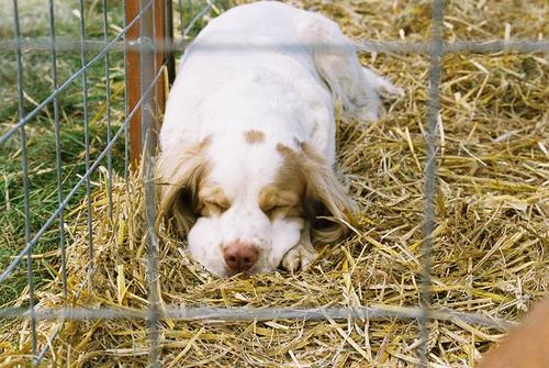 Clumber Spaniel, perro de tamaño grande de Reino Unido, de pelo denso (foto 2)