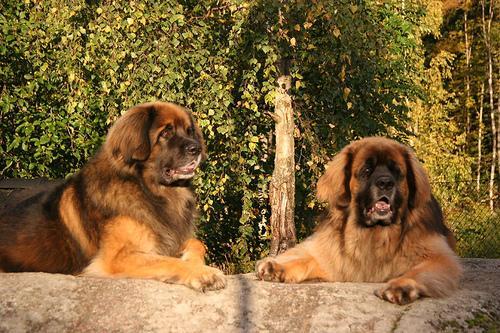 Leonberger. Los gigantes viven menos (entre siete y diez años) y envejecen antes: a los cinco ya son perros maduros.