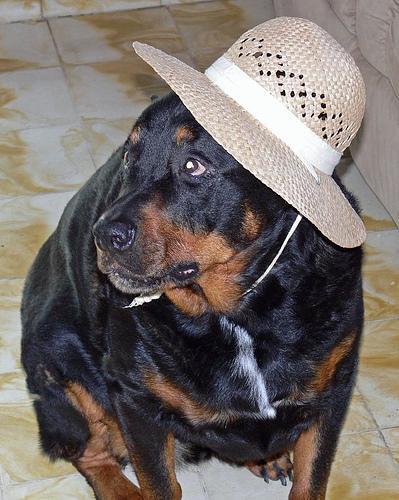 Rottweiler. Licencia, seguro de responsabilidad civil de 120.000 €, bozal y correa corta en la vía pública.